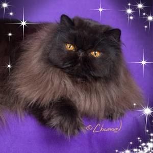 Meet your Posher, Jodell